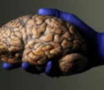 Wari uzi ko ubugimbi n’ubwangavu bugeza ku myaka 32? -Ubushakashatsi