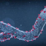 Ethiopia yugarijwe n’icyorezo cya “Marburg”