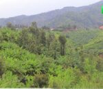 Rutsiro: Bahangayikishijwe n’abagizi ba nabi babatega bitwaje imihoro