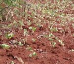 Nyamasheke: Bahangayikishijwe n’inzara kubera amapfa