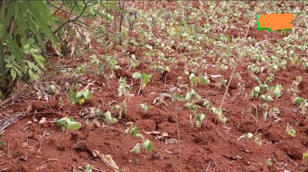 Nyamasheke: Bahangayikishijwe n’inzara kubera amapfa