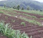 Muhanga: Bagurishije inka za “Gira inka” ngo bishyure amande, abayabuze barahunga