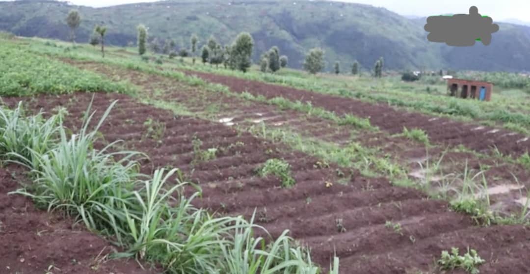 Muhanga: Bagurishije inka za “Gira inka” ngo bishyure amande, abayabuze barahunga