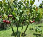 Ngororero: Umugabo yishe umwana we bapfuye ibinyomoro