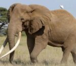 Kenya: Inzovu yitiriwe inzoga yapfuye ishaje