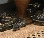 Umugore yarikanguye asanga uruziramire runini cyane mu gituza cye, umva uko yahivanye