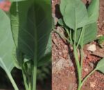 Kicukiro: Abantu bariye imboga batamenyereye, umwe ahita apfa, batatu bajyanwa mu bitaro