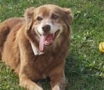 Itegeko rishya muri Brazil ryemerera imbwa n’injangwe gushyingurwa iruhande rwa ba nyira zo