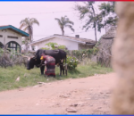 Arafungwa ikamusangayo: inka idasanzwe y’Umunyarwandakazi uba mu Burundi