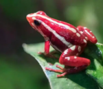 Sobanukirwa uburozi bukomeye bukomoka ku ruhu rw’umutubu, buri kuvugwa ko ari bwo bwahitanye Alexei Navalny