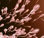 Intanga z’abagabo zihuta cyane mu mpeshyi – Ubushakashatsi