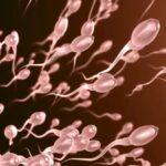 Intanga z’abagabo zihuta cyane mu mpeshyi – Ubushakashatsi