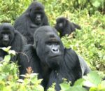 Filimi mbarankuru ku ngagi zo mu Rwanda yatangiye kugaragara kuri Netflix