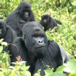 Filimi mbarankuru ku ngagi zo mu Rwanda yatangiye kugaragara kuri Netflix