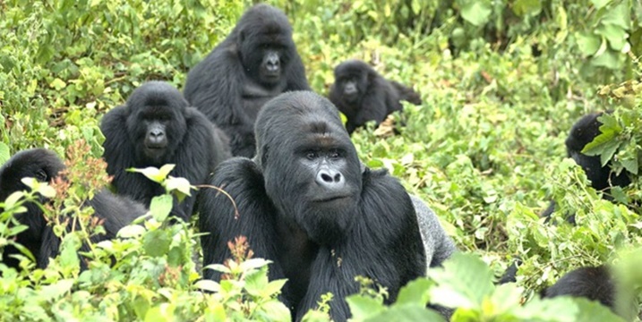 Filimi mbarankuru ku ngagi zo mu Rwanda yatangiye kugaragara kuri Netflix