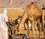 Abantu 42 baguye mu mirwano yadutse ku iriba ry’amazi muri Chad