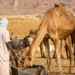 Abantu 42 baguye mu mirwano yadutse ku iriba ry’amazi muri Chad