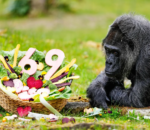 Ingagi ishaje kurusha izindi zose ku isi, yizihije isabukuru mu buryo budasanzwe kandi buhebuje