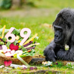 Ingagi ishaje kurusha izindi zose ku isi, yizihije isabukuru mu buryo budasanzwe kandi buhebuje