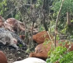 Minembwe mu marira n’agahinda: Inka z’abaturage zishwe n’ibitero bya drones