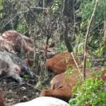 Minembwe mu marira n’agahinda: Inka z’abaturage zishwe n’ibitero bya drones