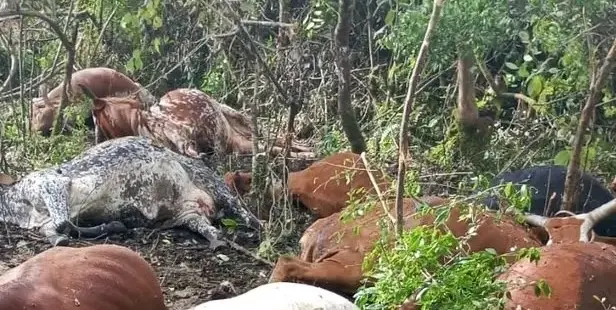 Minembwe mu marira n’agahinda: Inka z’abaturage zishwe n’ibitero bya drones