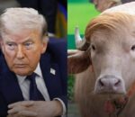 Bangladesh: Leta yitambitse ibagwa ry’ikimasa gisa na Donald Trump
