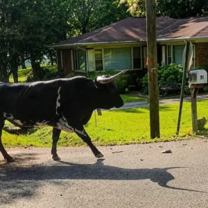 Alabama: Abapolisi bahanganye n’ikimasa cy’ibiro 680