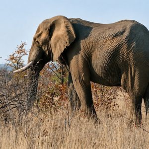 Kenya: Abakekwaho kuroga inzovu 18 bafashwe