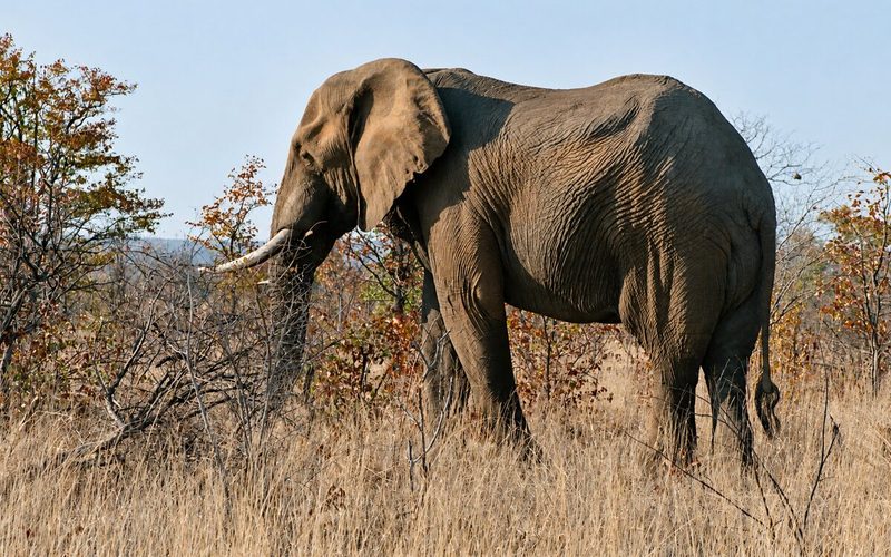 Kenya: Abakekwaho kuroga inzovu 18 bafashwe