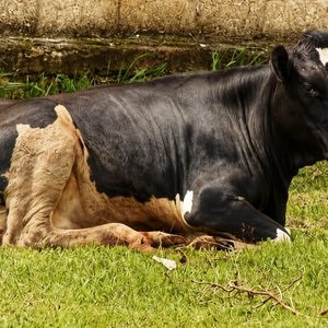 Rutsiro: Bafunzwe bazira gutaburura inka yapfuye ngo bayirye