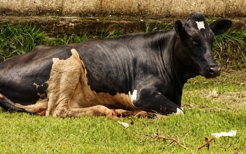 Rutsiro: Bafunzwe bazira gutaburura inka yapfuye ngo bayirye
