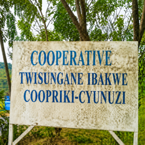 Muhanga: Abanyamuryango ba Koperative Twisungane baratabaza.