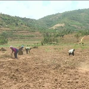 Gicumbi: Impinduka mu buhinzi.