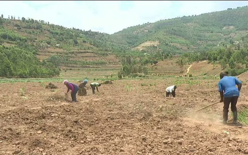 Gicumbi: Impinduka mu buhinzi.
