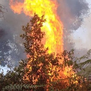 Inkongi ikomeje kuyogoza Nyungwe