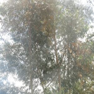 Gisagara: Abaturage baratabariza amashyamba