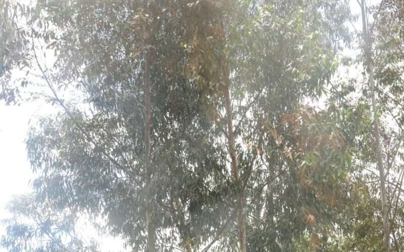 Gisagara: Abaturage baratabariza amashyamba